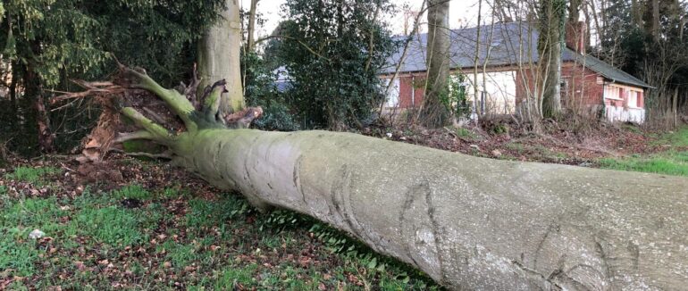 Coupe des arbres à proximité de l’école