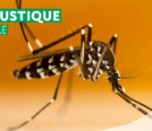 Attention, moustiques tigres en approche en Normandie !
