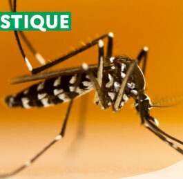 Attention, moustiques tigres en approche en Normandie !