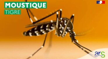 Attention, moustiques tigres en approche en Normandie !
