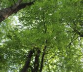 Rapport d’expertise phytosanitaire 2025