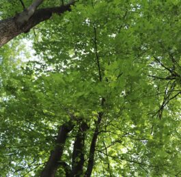 Rapport d’expertise phytosanitaire 2025