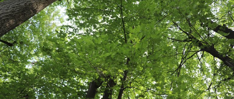 Rapport d’expertise phytosanitaire 2025